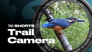 Trail Cam Surprise &ndash; Otters and Kingfishers in My Back Garden