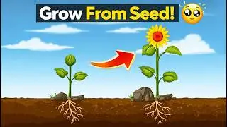 Sun flower growing animation in after effect