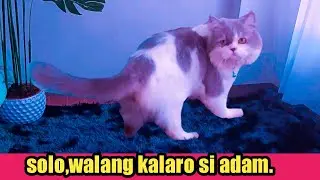 Adam ,solo walang kalaro.
