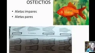 OSTEICTIOS