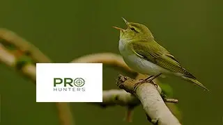 Wood Warbler Bird Sound, Bird Calling, Birds Chirping