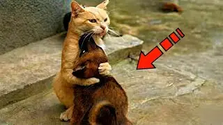 Слепого щенка уже собирались усыпить. Но посмотрите, что сделала кошка!