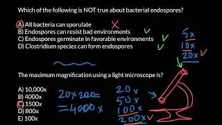 What is the maximum magnification you can get with a light microscope?