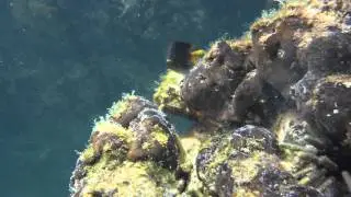 Fish swimming on sunlit reef