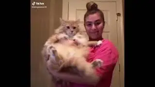 Funny cute animals vidoos of Dogs cats kittens and pet babies for playing in 2021