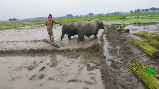 Buffalo Ploughing With Paddy Land