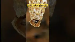 The life Cycle of A Queen Bee #honeybees #beekeeperslife #savethebees