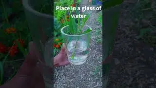 How to Grow Pepino Melon! #shorts