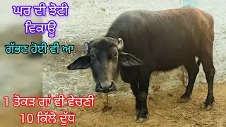 ਘਰ ਦੀ ਕੱਟੀ ਅਤੇ ਤੋਕੜ ਗਾਂ ਵਿਕਾਊ   86993-13003   