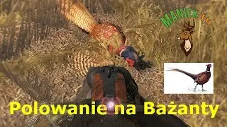 Polowanie na Bażanty