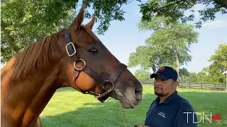 First Crop Gun Runner Yearlings Sweep Into Sales Season