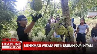 Menikmati Wisata Petik Durian Duri Hitam