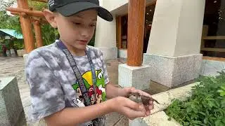 Saving Lost Bird @ Universal Studios