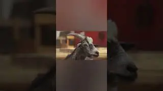 close up vide&ograve; of a goat #short