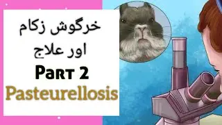 Rabbit Zukam Part 2 || Pasteurellosis Treatment