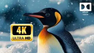 Winter Animals in 4K : Relaxing Wildlife