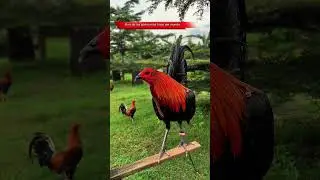 Uno de los gallos m&aacute;s finos del mundo 😍 te gustan los obscuros? #galleros #rooster #aves #gallosfc