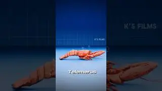 Are Lobsters Really Immortal? 🦞 The Truth Behind the Myth! 🤯