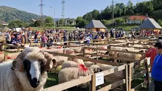 EXPOZIȚIA DE OI ȚURCANE BREZE DE LA JIEȚ 30.08.2025
