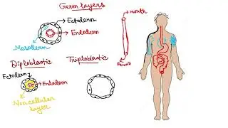 Diploblastic | Triploblastic | Coelom | coelomate | Phylums of Animal Kingdom Part 3