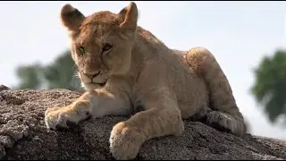 lion cub on the kopjes - part 36 - is that a tick on his head near his left ear?