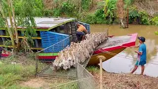 Close-Up: 900,000 Ducks Moved by Giant Trucks to New Fields &ndash; Stunning Farm Life in Vietnam 🚛🦆🌾
