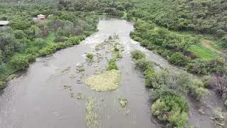 Loskop hyacinth bloom Jan 2025 short rough cuts
