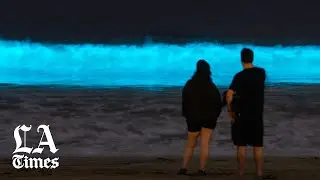 Why California's beaches are glowing with bioluminescence