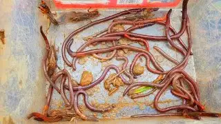 Best Catching Insect Earthworm🪱 And Moles Cricket &  Insect 