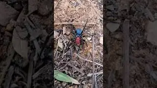 #spider [Male Mouse spider] #edit #spiderman #bug #green #golden #insects #love #music