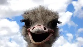 Ostrich running to man and fall in water 😂😂😂
