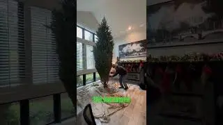 13ft Nordmann Delivered! #bigchristmastree, #tree,