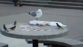 Big bird v.s. small birds: size rules