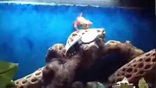 Strawberry Hermit Crab Care