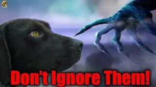 If Your DOG BARKS AT NIGHT... DON'T IGNORE THEM | Dog Secrets
