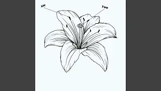 Black Lily/Shenanigans