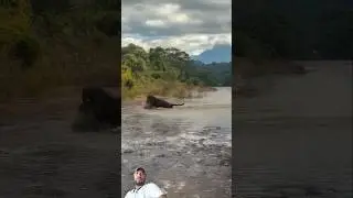 dekhen The cunning of the jaguar's stealth and its absolute suppression of the caiman's #jaguar