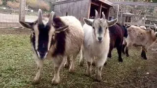 60-SECOND EXCURSION: Goats of Avila Valley Barn in San Luis Obispo, California