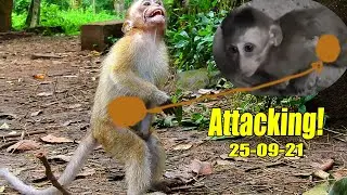 New Update & Attacking! Baby Candy Got B-ig Attacking Again.