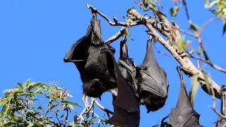 Australian Mammals 12 - Bats, Flying Foxes