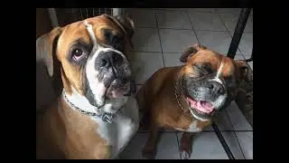 Homenaje Paw Paradise LUCAS