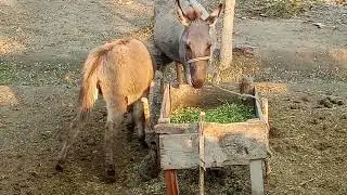 Village donkey meeting #donkey palng video #donkey milk baby donkey #animal video 