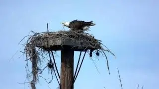 Eagle defending nest