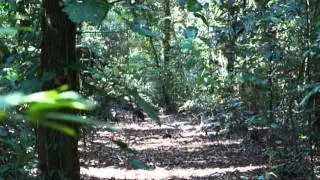 Wild Boars 8x