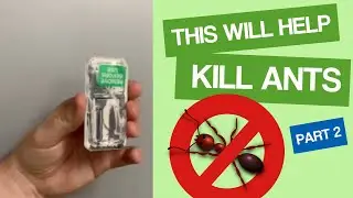 How to Kill Ants Part 2   Organic Pest Control Phoenix