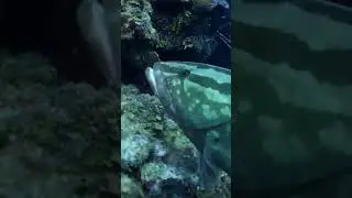 Short: Scuba Belize 2019 Half Moon Caye Wall
