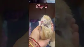 Day 3 kitten update #persiancat #cat #petcareprovider #catbox #pets