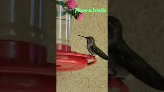 Shocking Revelations: Hummingbird Secrets Exposed