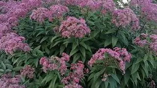 Посконник пурпурный (Eutrochium purpureum)