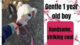 MEET KABUKI AT KC PET PROJECT